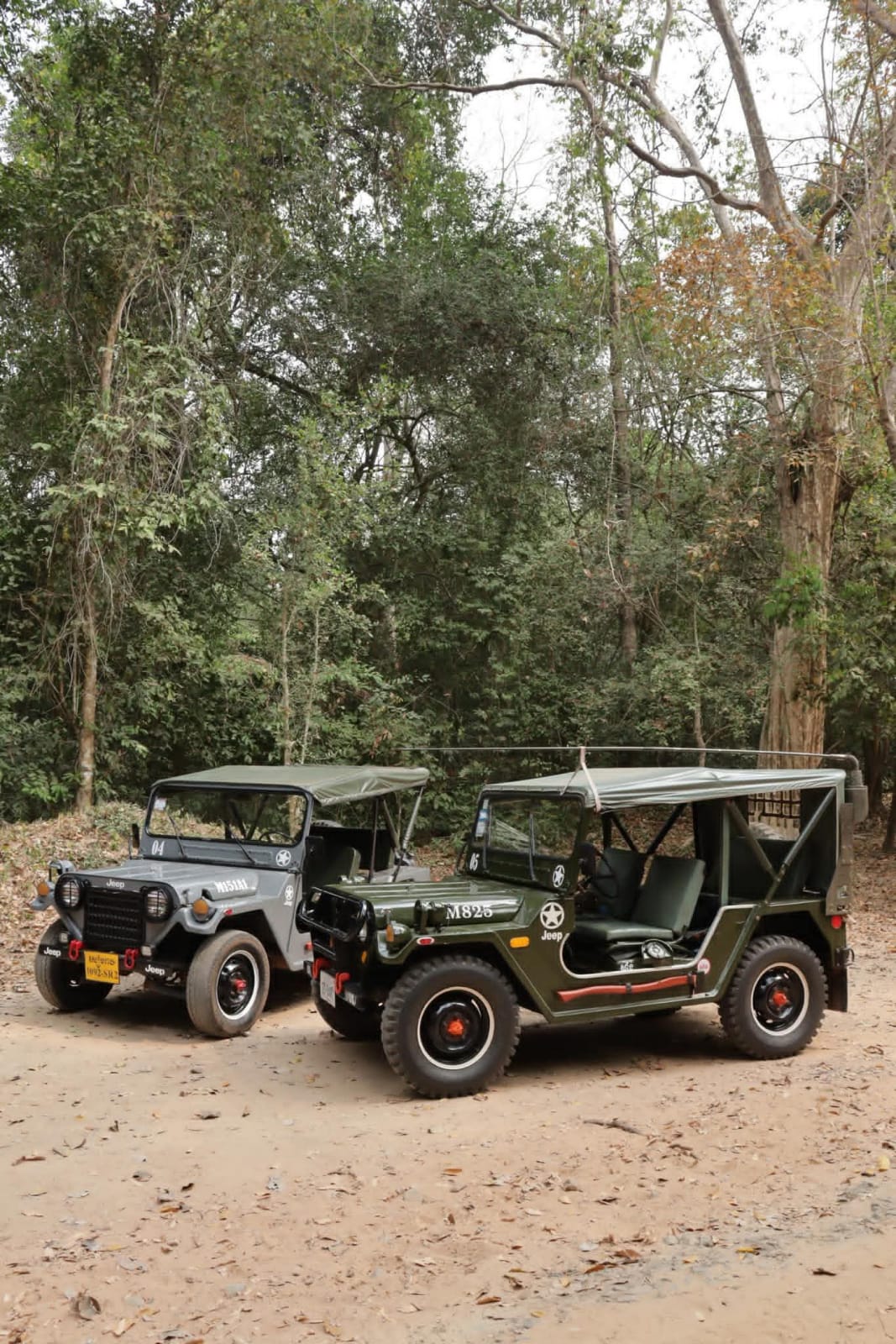 Two vintage military Jeeps parked in the Angkor jungle forest